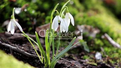 Beautiful spring flowers-snowdrop. Wild flowers in the snow. Wild flowers on a background of moss. The first spring flowers