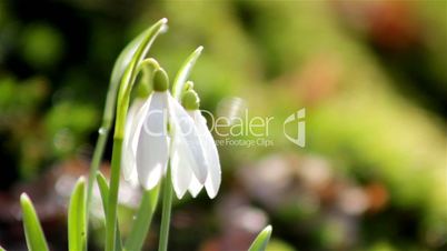 Beautiful spring flowers-snowdrop. Wild flowers in the snow. Wild flowers on a background of moss. The first spring flowers