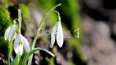 Beautiful spring flowers-snowdrop. Wild flowers on a background of moss. The first spring flowers.