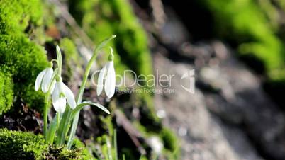 Beautiful spring flowers-snowdrop. Wild flowers on a background of moss. The first spring flowers.