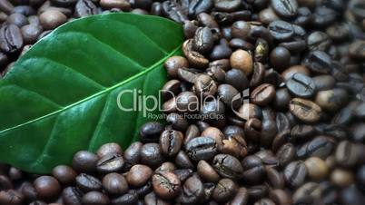 Coffee beans. Coffee tree leaves (Gently rotate). The edges are blurred.