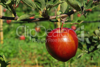 apfel am baum - apple on tree 136