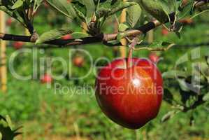 apfel am baum - apple on tree 136