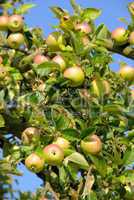 apfel am baum - apple on tree 71