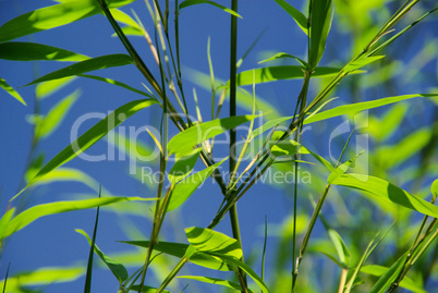 bambus - bamboo 28