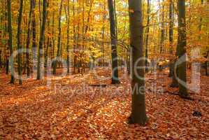 buchenwald im herbst - beech forest in fall 05