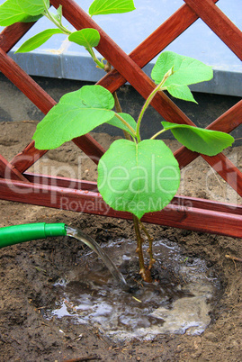 kiwipflanze pflanzen - planting a kiwi plant 09