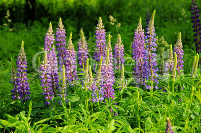 lupine - lupin 12