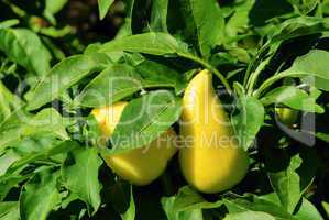 paprika pflanze - paprika plant 04