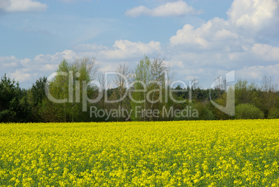 raps -  rapeseed 28