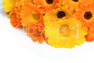 ringelblume - calendula 22