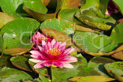 seerose - water lily 26