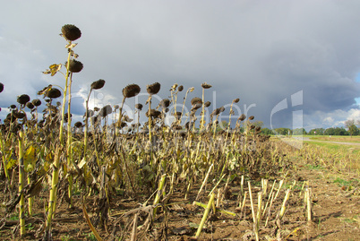sonnenblumenfeld duerre - sunflower field drought 03