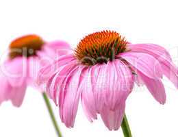 sonnenhut purpur - purple coneflower 41