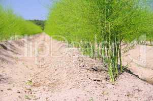 spargelfeld - asparagus field 23
