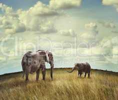 africa elephants