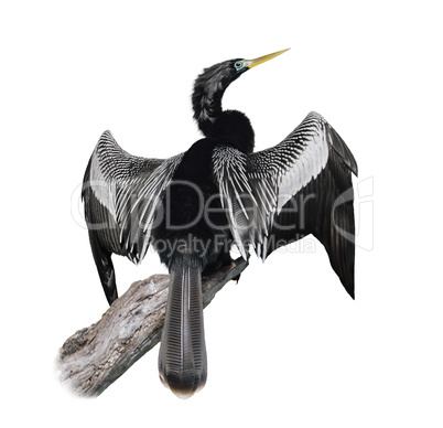 anhinga (anhinga anhinga) bird