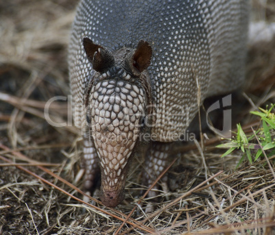 armadillo