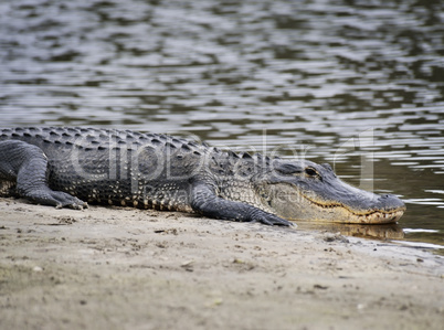 american alligator