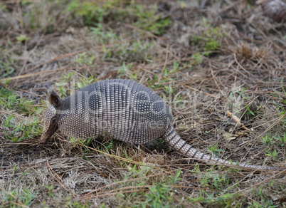 armadillo