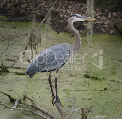 blue heron