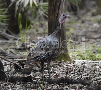 wild turkey