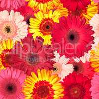 seamless pattern from vibrant gerbera flowers