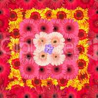 seamless pattern from vibrant gerbera flowers