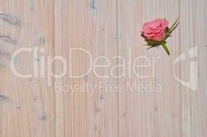 rosa Rose auf Holz