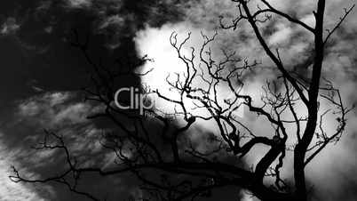 Timelapse clouds, thunder and lightning over bare leafless tree with audio