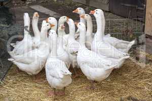 geese on the farm