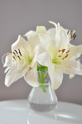 weiße lilien