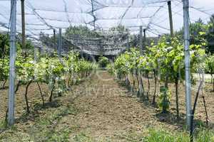 vineyard net