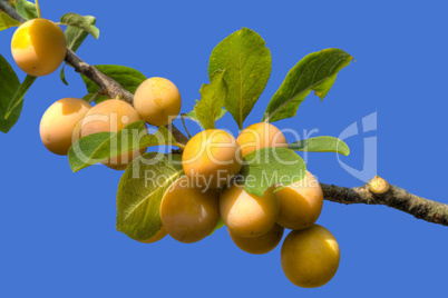 yellow plum branch