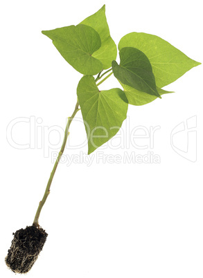 ipomoea batatas cutout