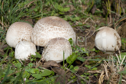 meadow mushroom