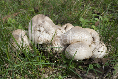 horse mushrooms