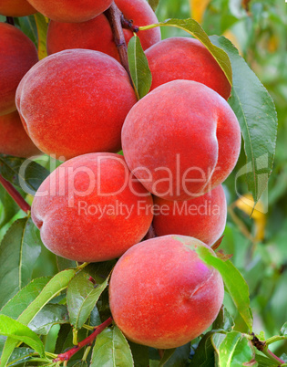 peach branch