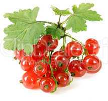 red currant