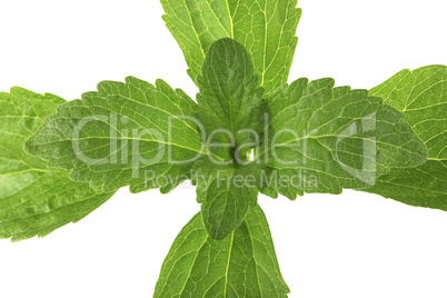 stevia plant from top cutout