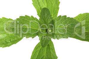 stevia plant from top cutout