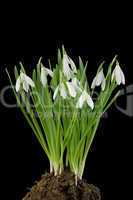 snowdrop flowers cut out