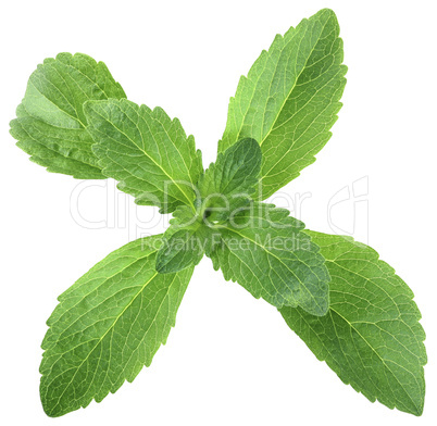 stevia leafs cut out