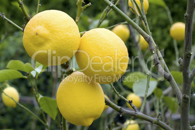 lemons