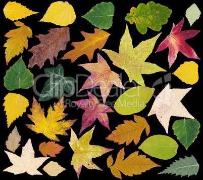autumn leafs cut out