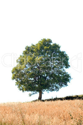 oak tree cutout