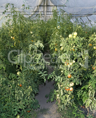 tomato greenhouse