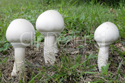 mushrooms