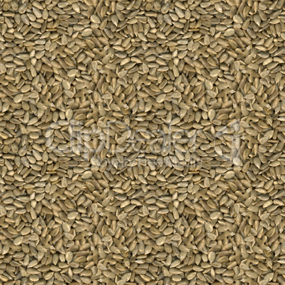 sunflower seeds seamless texture