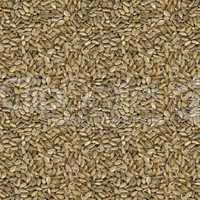sunflower seeds seamless texture